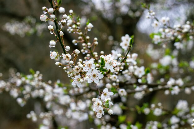 Ontdek de schoonheid van de lente terwijl fruitbomen bloeien en regen de natuur nieuw leven inblaast