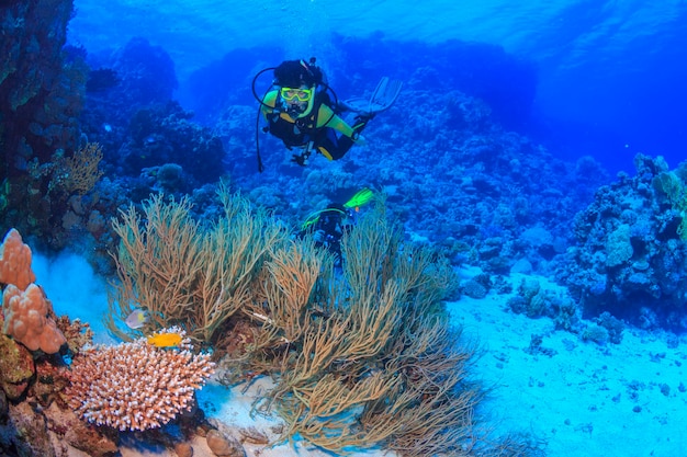 Ontdekking van de schoonheid van de onderwaterwereld rode zee