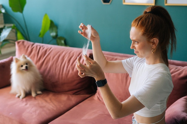 Ontevreden jonge vrouw eigenaar met blik van walging op het gezicht kijkend op plukje haar van huisdieren in de hand houden. Schattige witte kleine Spitz hond zittend op de Bank, op onscherpe achtergrond. Vrouw doet huishoudelijk werk thuis