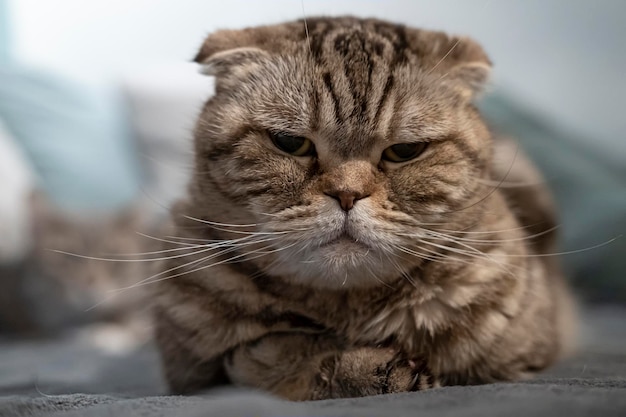 Ontevreden kat Scottish Fold kijkt streng naar de camera liggend op een zachte plaid