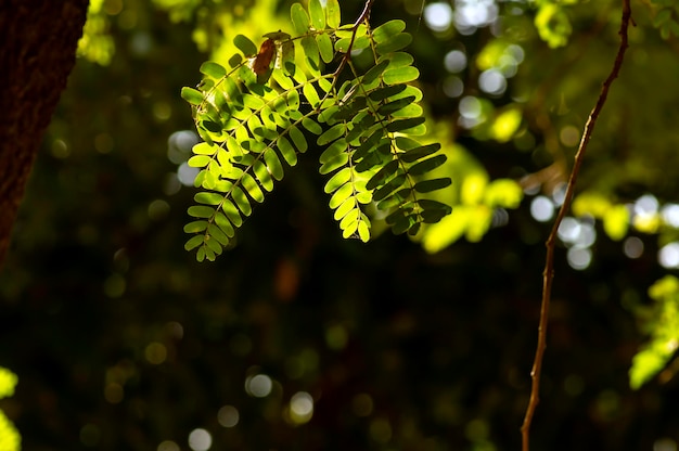 Ontfocused van de rivier tamarind Leucaena leucocephala groene bladeren met bokeh achtergrond