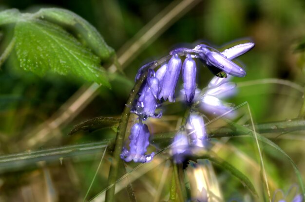 Foto ontfocuste campanula bloem