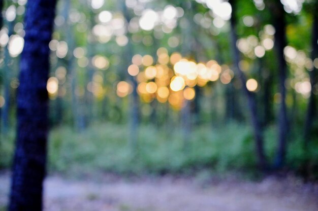 Foto ontfocuste lichten in het bos