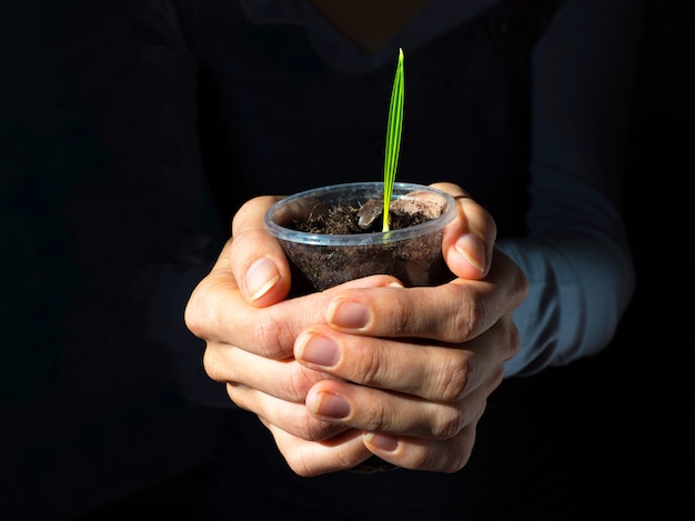 Ontkiemen dadelpalm in zijn handen