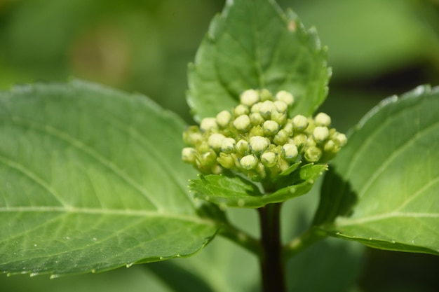 Foto ontluikende groene hortensiastruik in de zomer