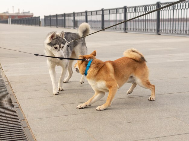 Ontmoeting van twee honden tijdens het wandelen