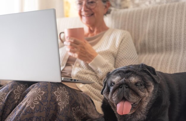 Ontspannen senior vrouw in casual kleding browsen op laptop tijd doorbrengen dicht bij haar oude mopshond terwijl ze thuis op de bank zit Beste vriend en pensioenconcept