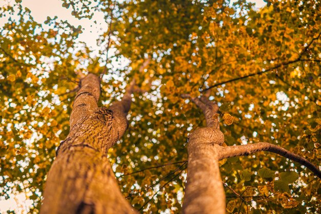 Ontspannende abstracte close-up boomstam tot gele bladeren van grote boom in bos wazig zonsondergang gebladerte