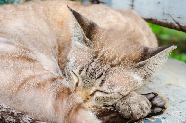 Ontspanning van de Bengaalse kat