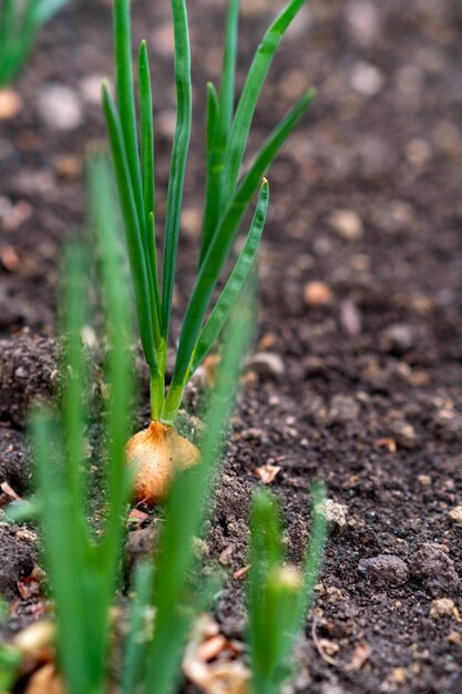 Ontsproten uibollen in de grond Selectieve nadrukaard