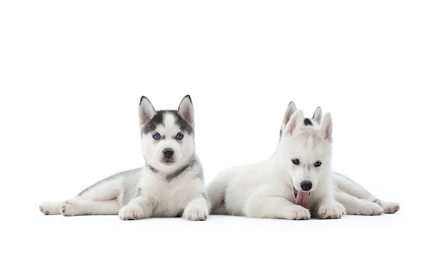 Ontsproten van drie kleine Siberische schor puppy liggen geïsoleerd op witte copyspace.