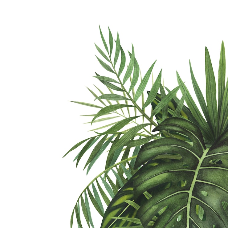 Foto ontwerp tropic planten bladeren monstera palm aquarel geïsoleerd aquarel hand getekende botanische llustration