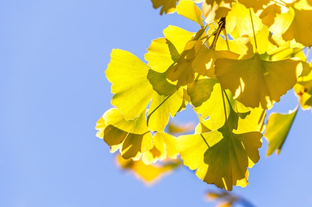 Ontwerpconcept - mooie gele ginkgo, gingko biloba-boomblad in de herfstseizoen in zonnige dag met zonlicht, close-up, bokeh, onscherpe achtergrond.