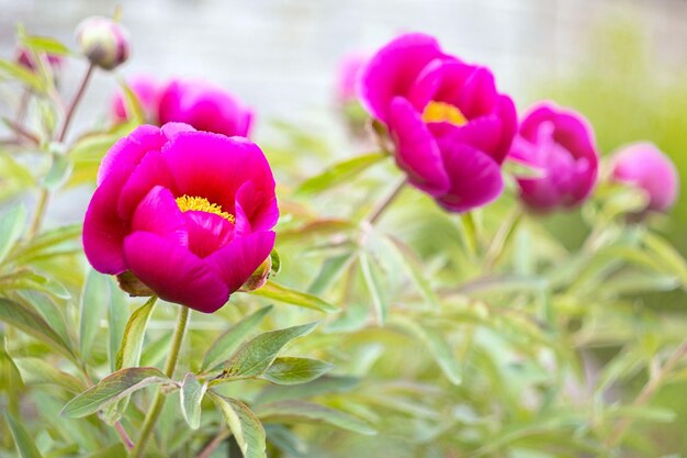 Ontwijkende pioenroos of Mary's wortel Paeonia anomala Closeup Floral background