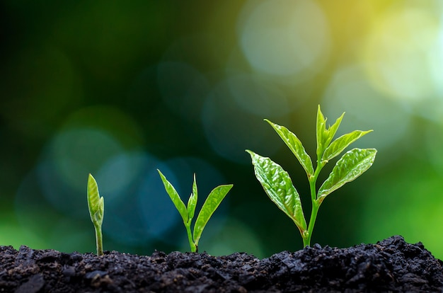 Ontwikkeling van de groei van zaailingen Planten zaailingen jonge plant in het ochtendlicht