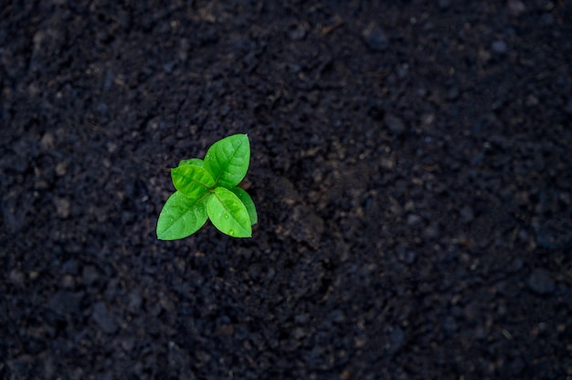 Ontwikkeling van de groei van zaailingen zaailingen planten jonge plant in de ochtend licht op de natuur