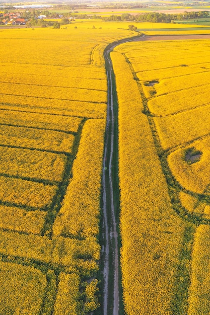 Onverharde weg die door een licht gouden veld loopt vanuit de lucht van een landelijke zomerachtergrond