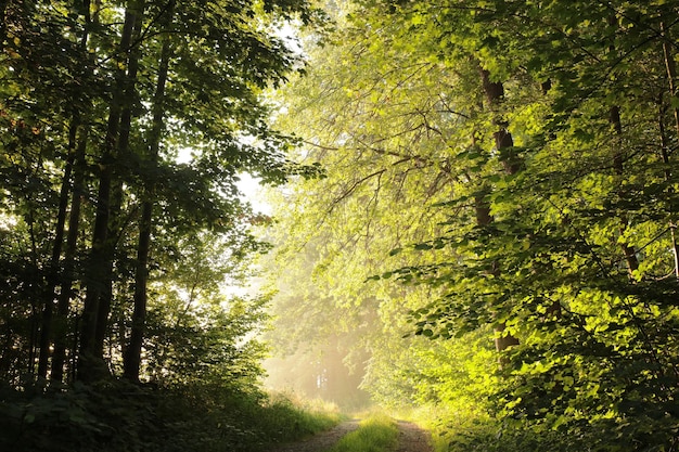 Foto onverharde weg door het bos op een mistige lenteochtend