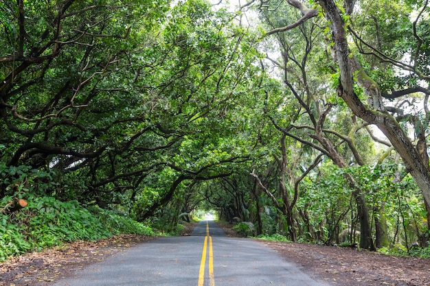 Onverharde weg in afgelegen jungle in Big Island, Hawaii