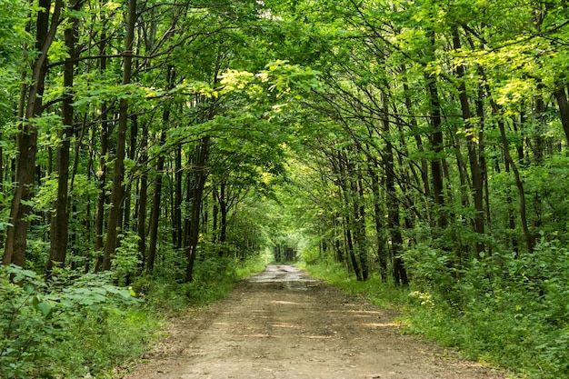 Onverharde weg in bos in de lentetijd