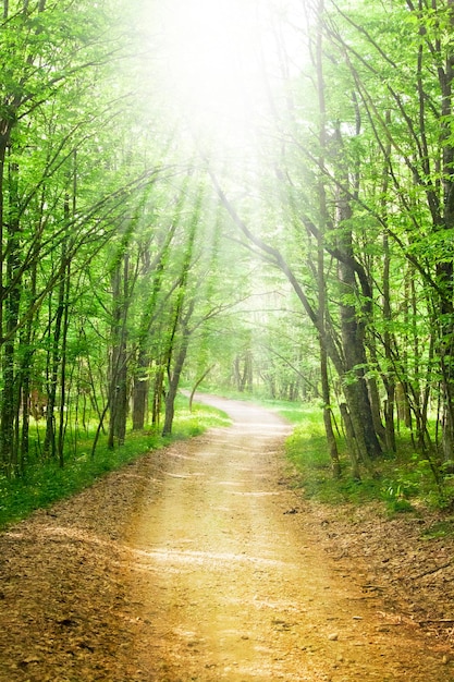 Onverharde weg in de lente groen bos