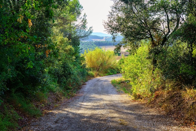 Onverharde weg in het bos en de bergen op de achtergrond bij zonsondergang op een zomerdag