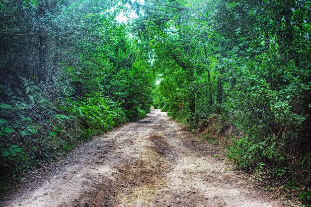 Onverharde weg in het bos Sardinië