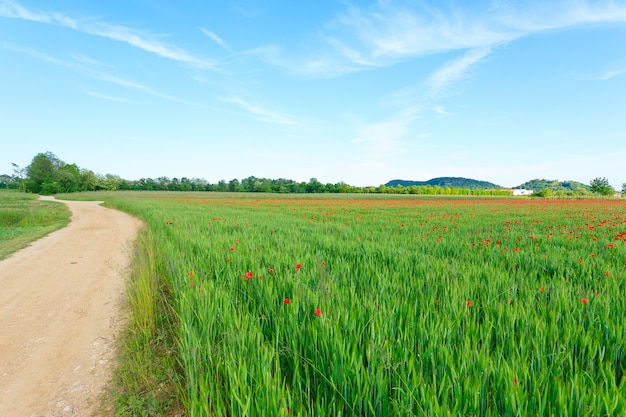 Onverharde weg via Italiaans platteland. Gebied van rode papavers. Plattelandsleven. Italiaans landschap