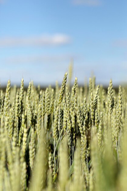 Onvolwassen groen gras