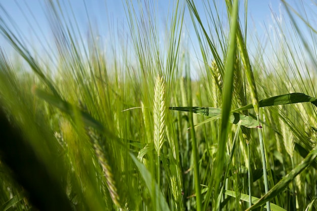 Onvolwassen groen gras