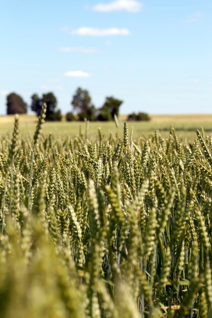 Onvolwassen groen gras