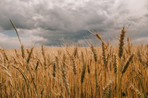 Onweersbui orkaan wolken veld landbouwgewassen tarwe