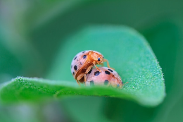 Onzelieveheersbeestje op groen blad