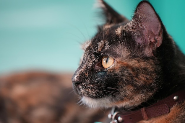 Oog focus op schattige kat met oranje ogen liggend op grijze textiel sofa thuis Zachte pluizige rasechte kort haar straighteared kitty Achtergrond kopie ruimte close-up