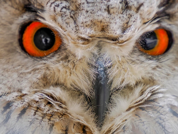 Oog Gedetailleerde weergave van gehoornde uil Indische oehoe Bubo bengalensis