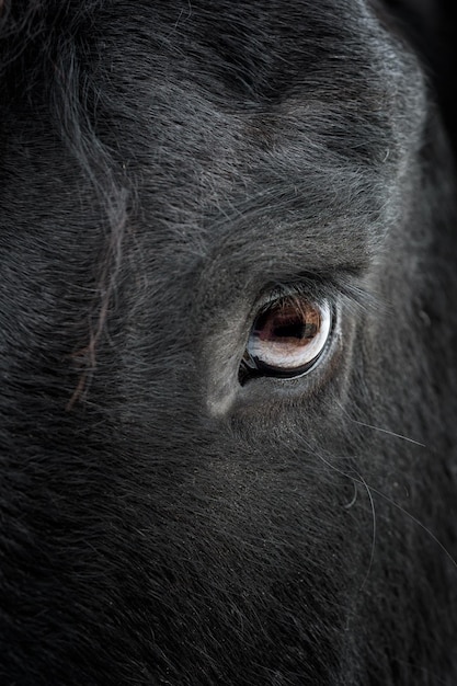 Oog van een Fries paard