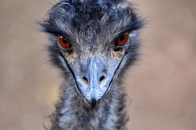 Foto oogcontact met de struisvogel