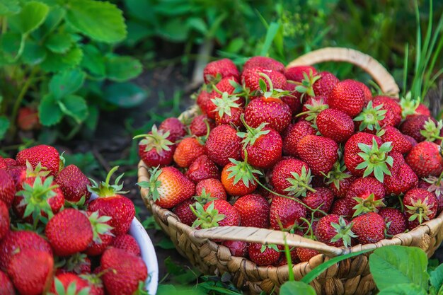 Oogst aardbeien in een mand in de tuin. Voedsel.