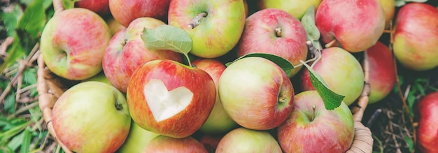 Oogst appels in een doos op een boom in de tuin. Selectieve aandacht.