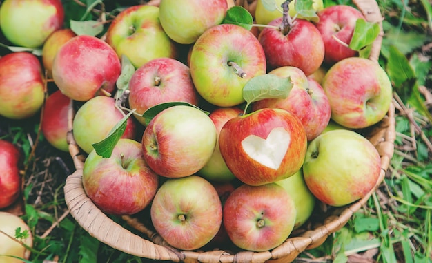 Oogst appels in een doos op een boom in de tuin