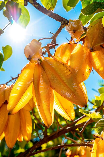 Oogst carambola in de tuin selectieve focus