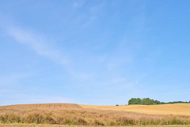 Oogst Een foto van een levendig landveld in de oogst