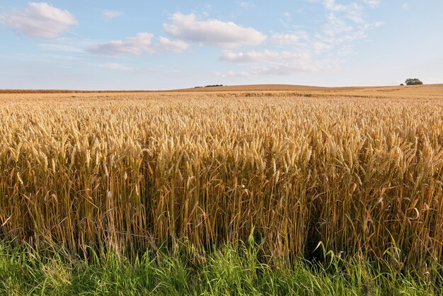 Oogst Een foto van een levendig landveld in de oogst