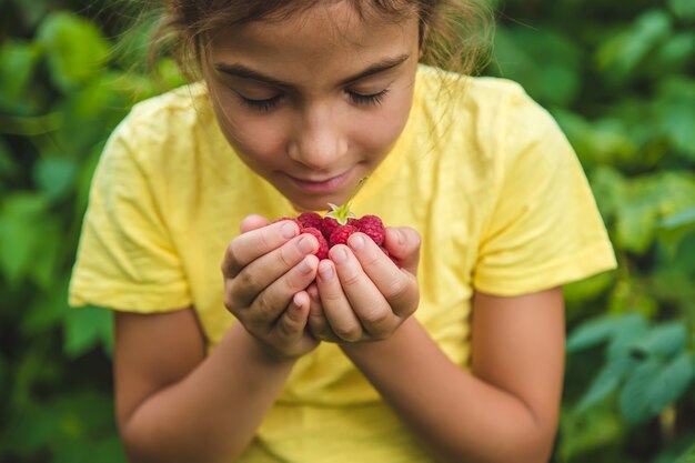 Oogst frambozen in de handen van een kind. Selectieve aandacht. Natuur.