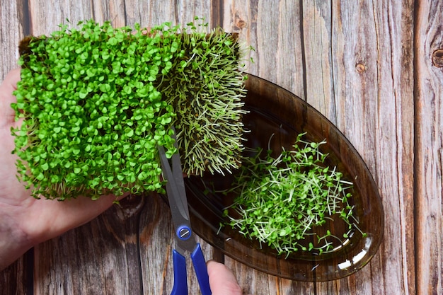 Oogst gekiemde siergroen microgreen basilicum bezuinigingen op een schotel met een schaar op een achtergrond van houten planken.