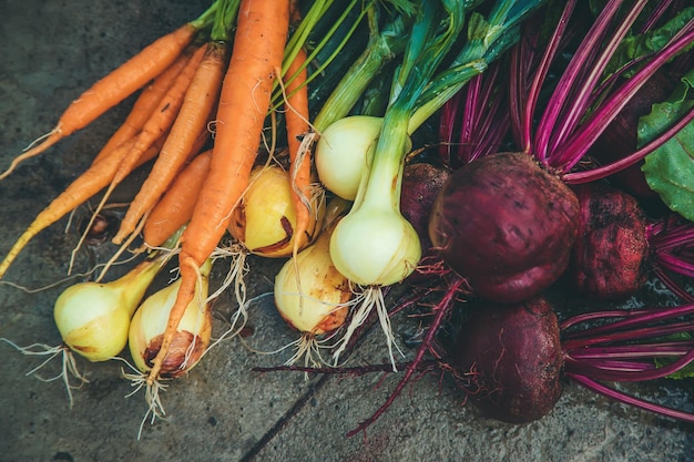 Oogst geoogst in de tuin Selectieve focus