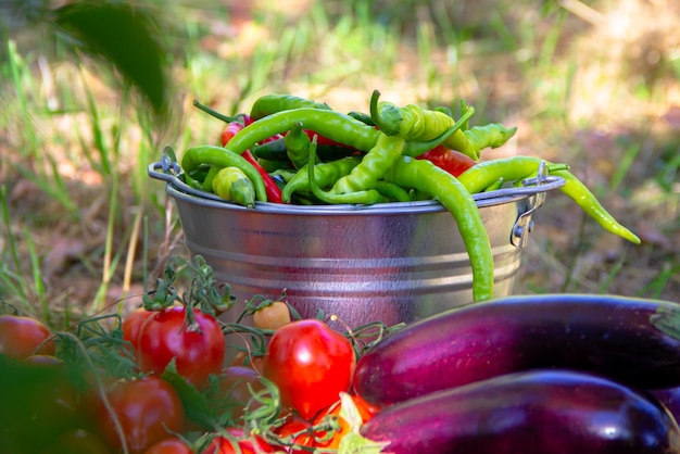 Oogst groene hete pepers, rode tomaten en aubergines in een metalen emmer Close-up