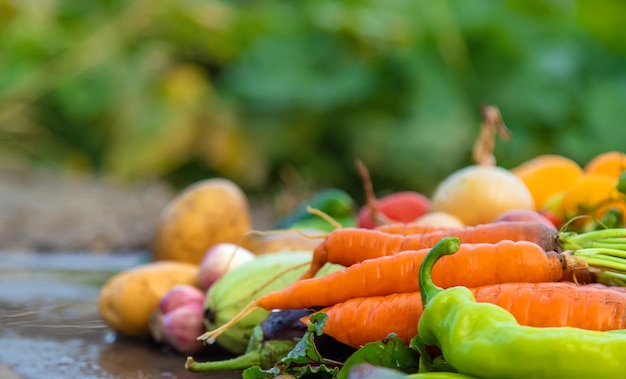 Oogst groenten in de tuin selectieve focus