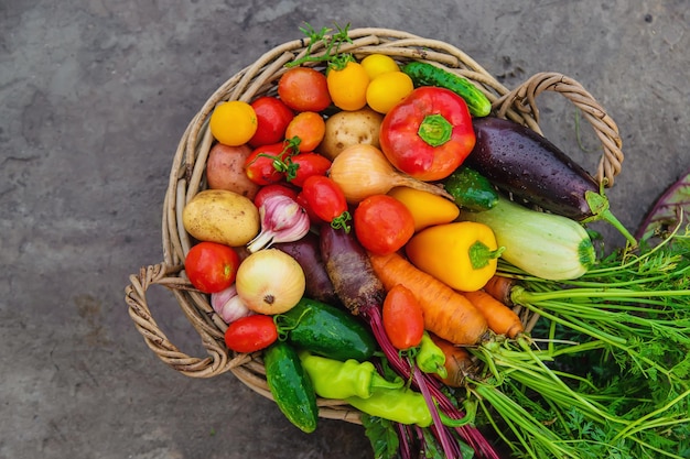 Oogst groenten in de tuin Selectieve focus