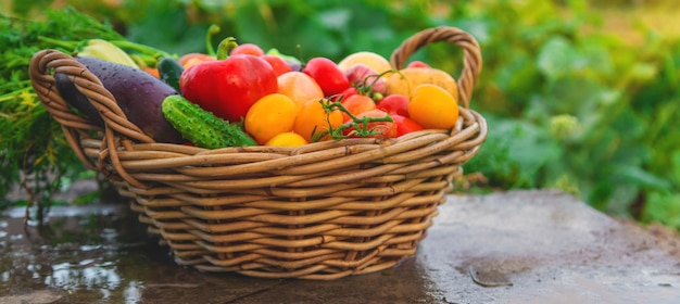 Oogst groenten in de tuin Selectieve focus